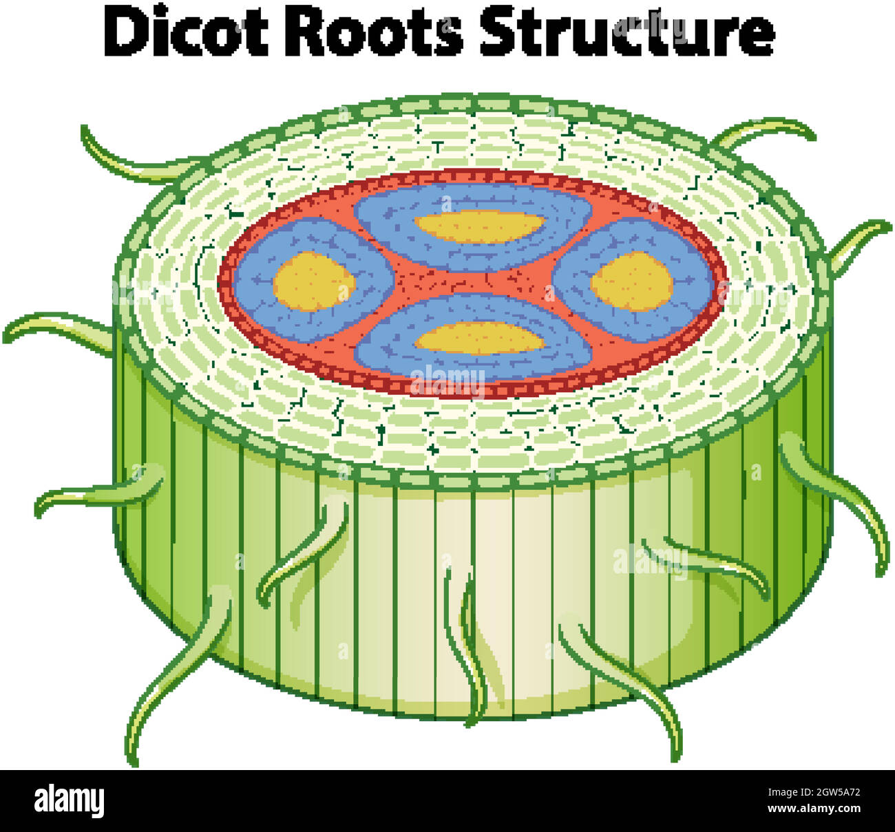 Diagram showing dicot roots structure Stock Vector