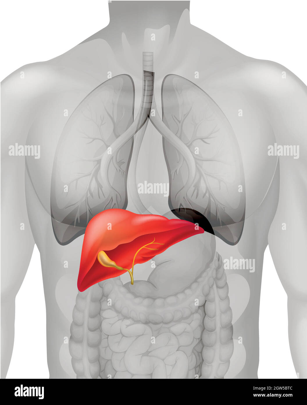 Human liver in body Stock Vector Image & Art Alamy