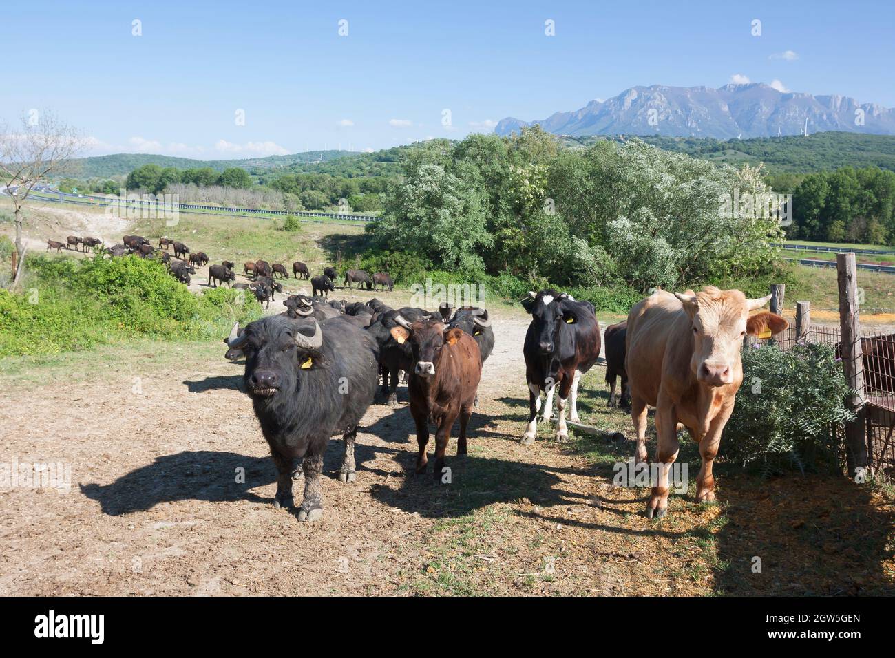 Italy campania water buffalo hires stock photography and images Alamy