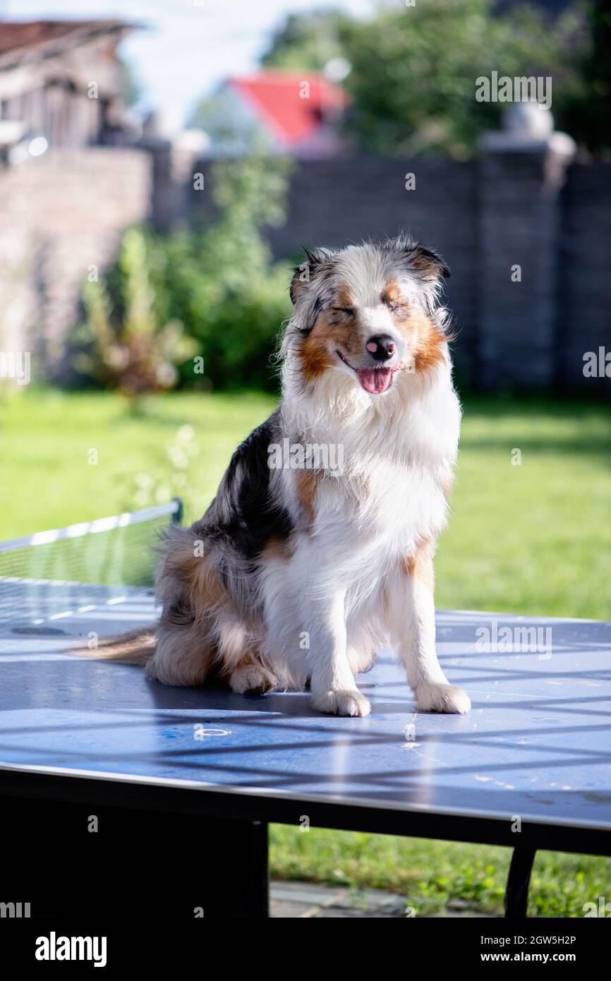 muzzle for australian shepherd