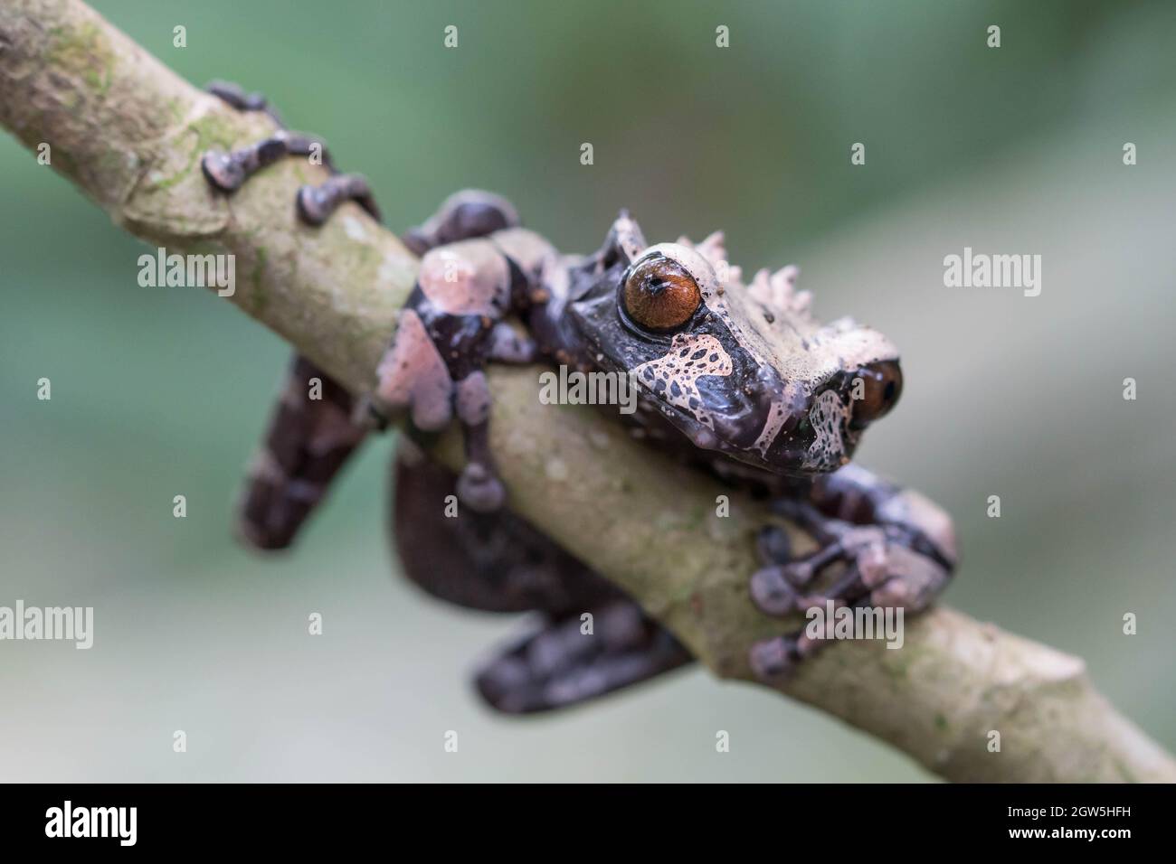 Crowned tree frog High Resolution Stock Photography and Images - Alamy