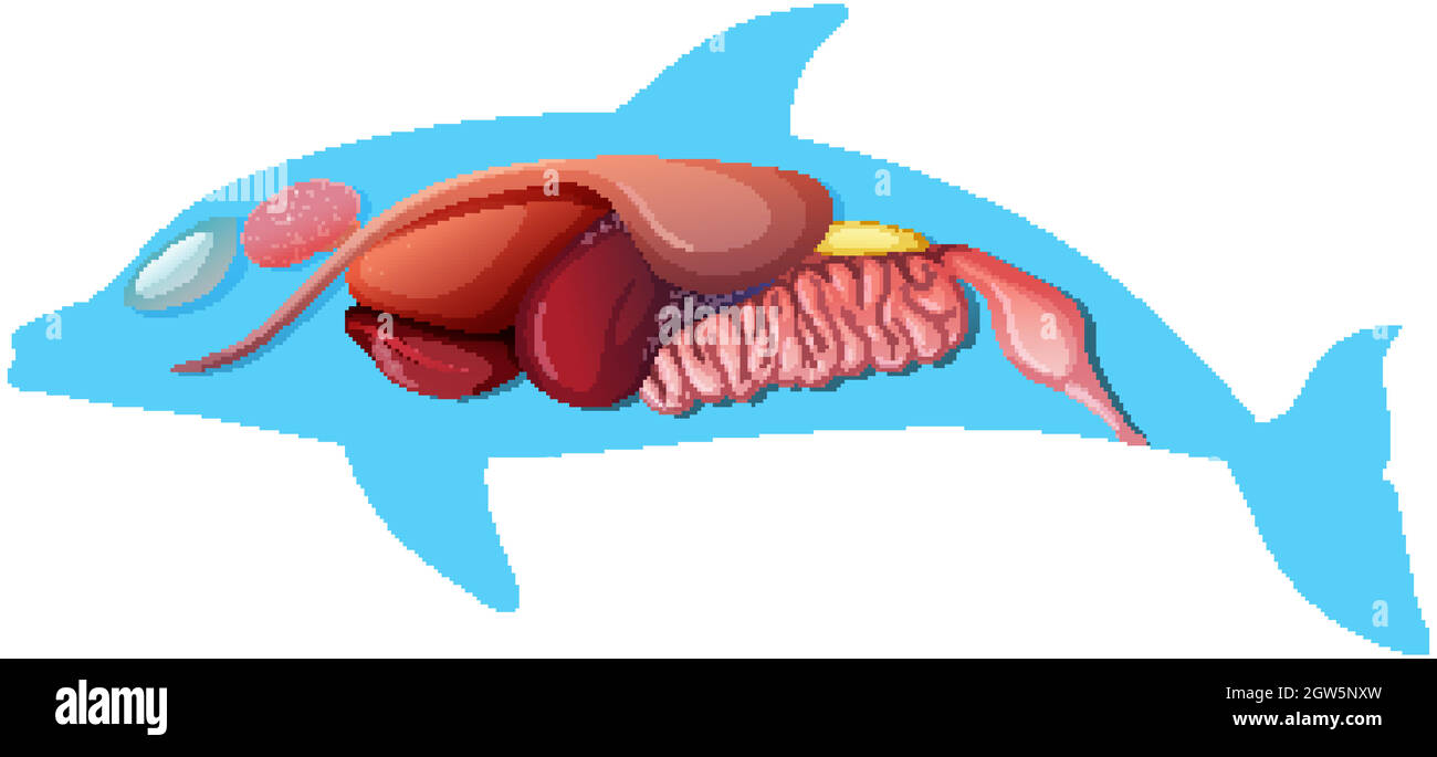 Internal Anatomy of a Dolphin isolated on white background Stock Vector ...