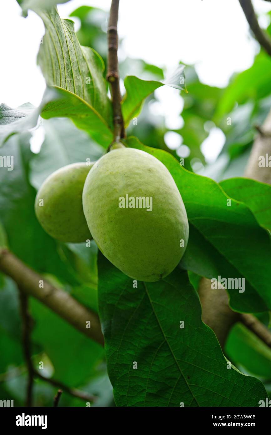 Rotten mango hi-res stock photography and images - Alamy