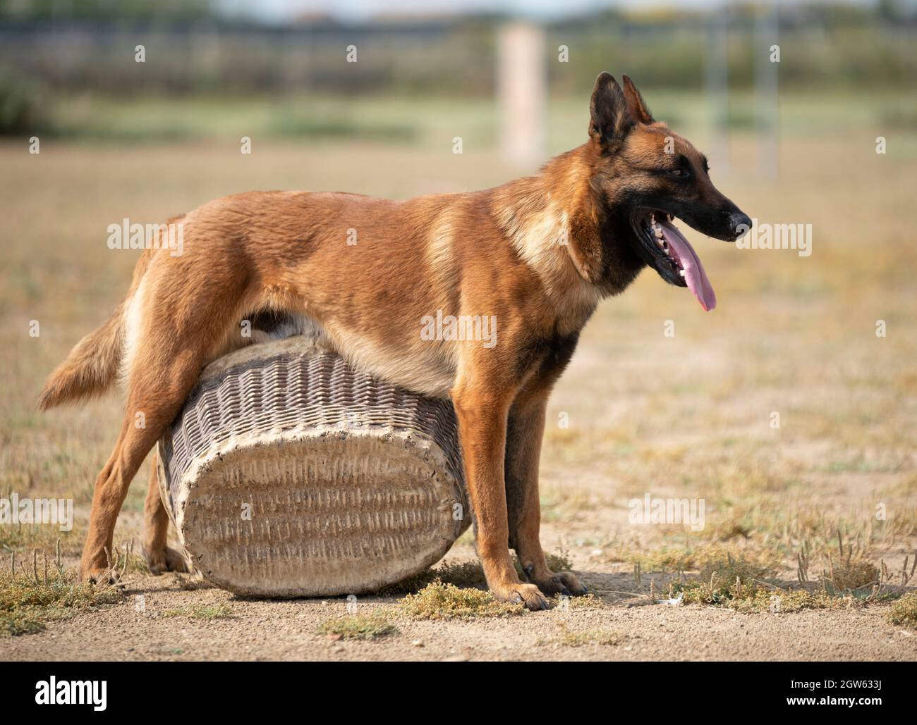 Side View Of Brown Dog With Basket On Land Stock Photo