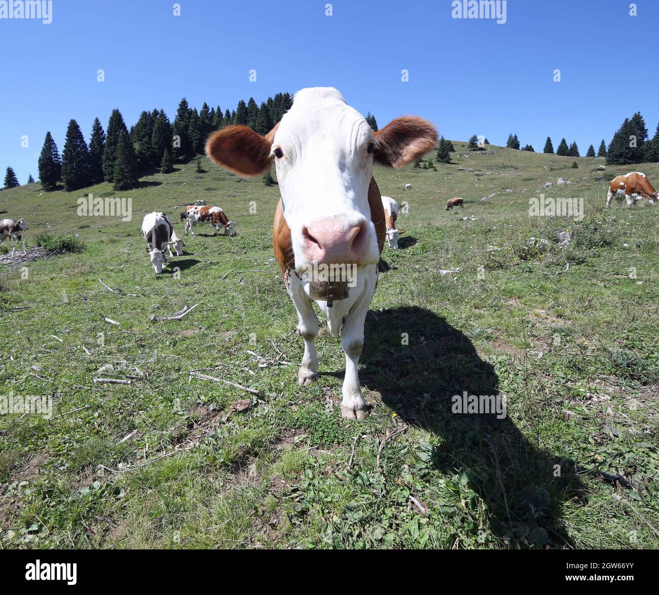 Cow Standing In A Field In Mountain Stock Photo