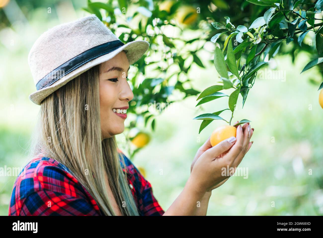 Smiling Woman Picking Oranges In Orchard Stock Photo Alamy