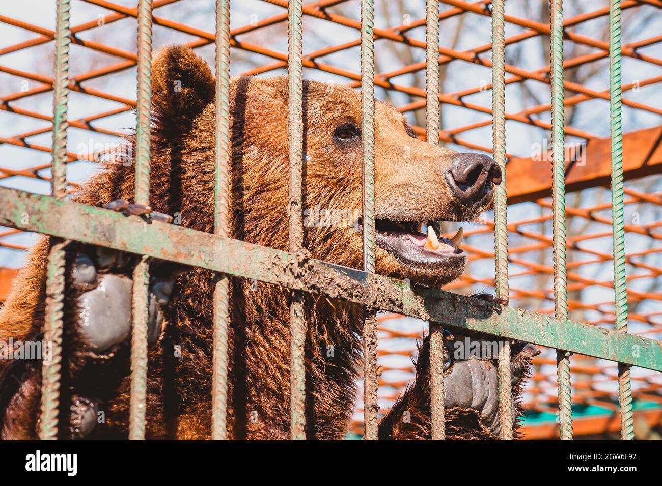 Brown bear protection hires stock photography and images Alamy