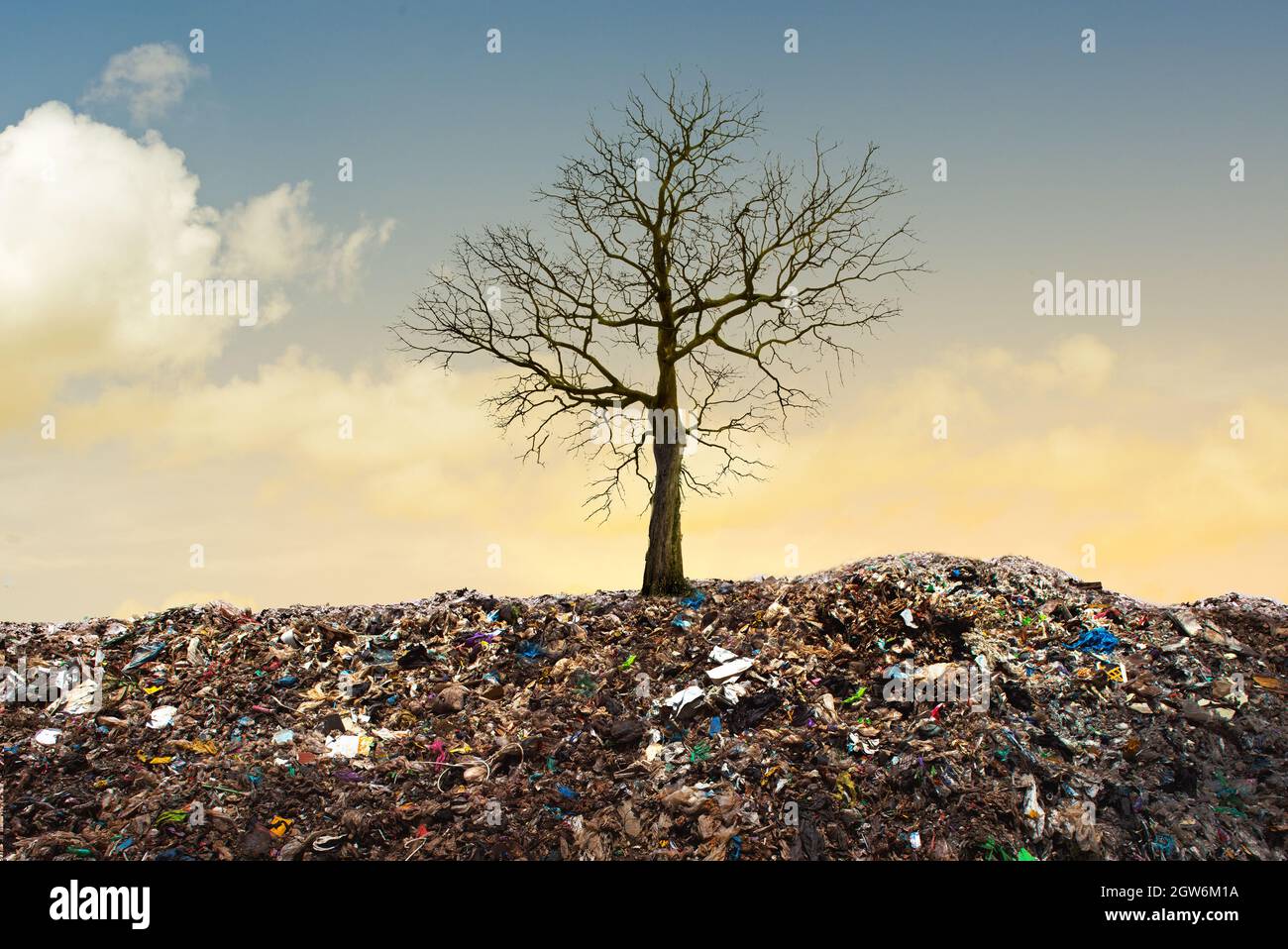 Dead tree shaped like qrcore in the garbage pile. Stock Photo