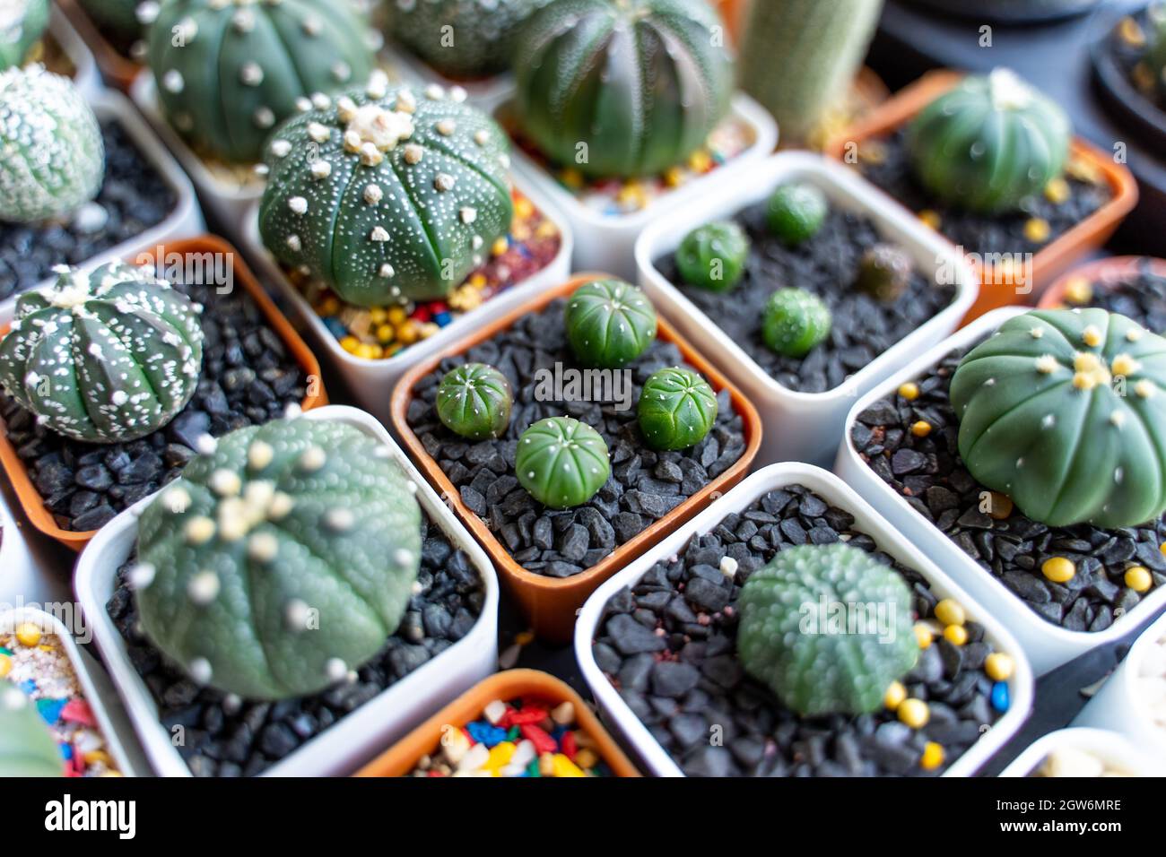 Full Frame Shot Of Cactis Stock Photo