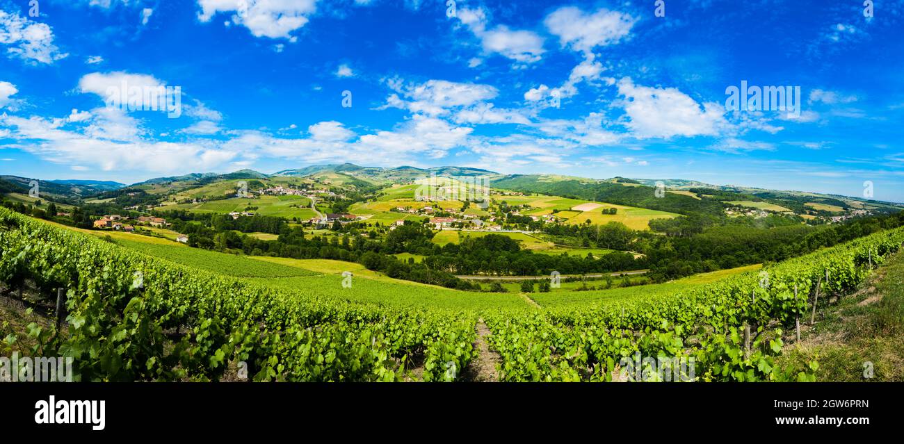 Ternand Vineyard of Ternand and Letra villages in Beaujolais land in France ...
