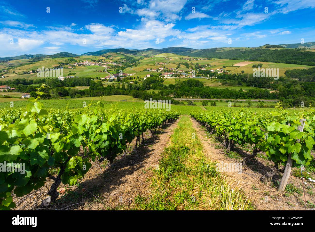 Ternand Vineyards of Ternand and Letra villages in Beaujolais in France in ...