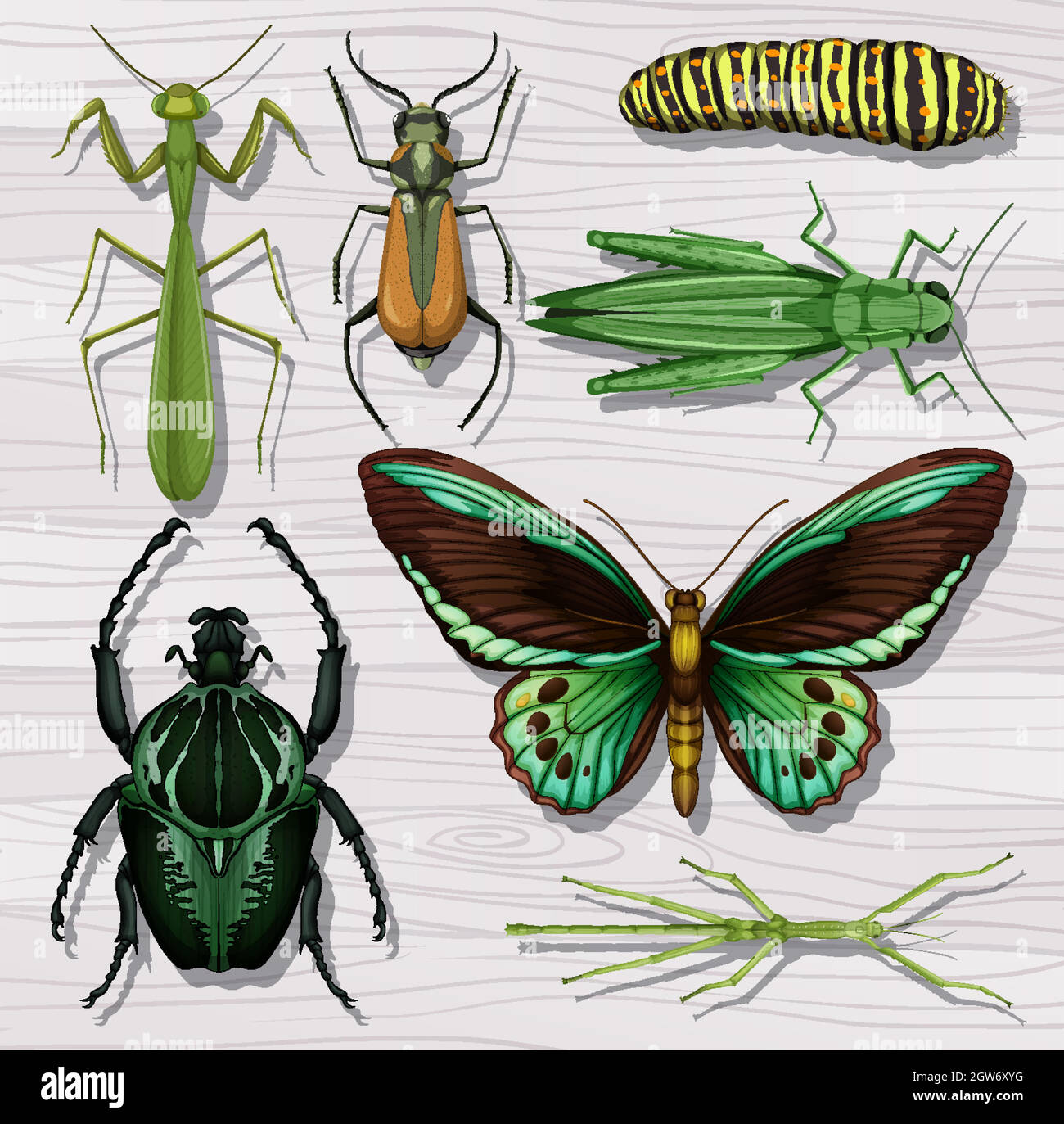 Set of different insects on white wooden wallpaper background Stock ...