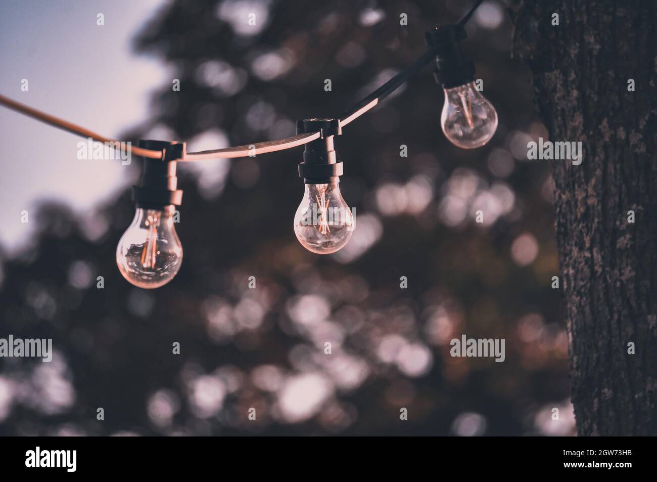 Low Angle View Of Light Bulbs Hanging From Tree Stock Photo