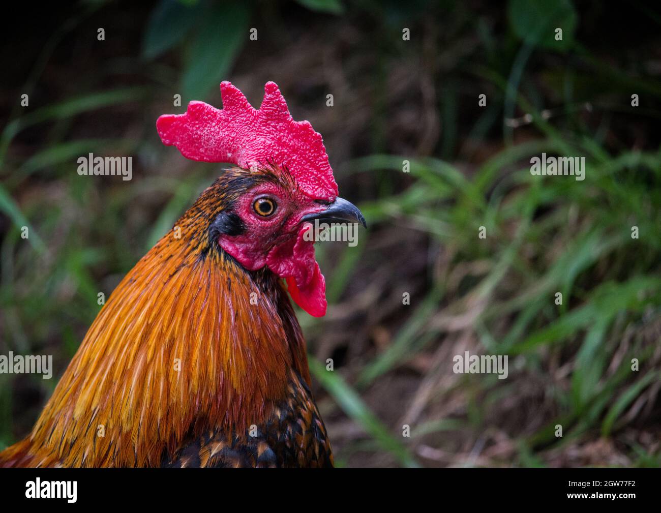 Rooster With Open Mouth High Resolution Stock Photography and 