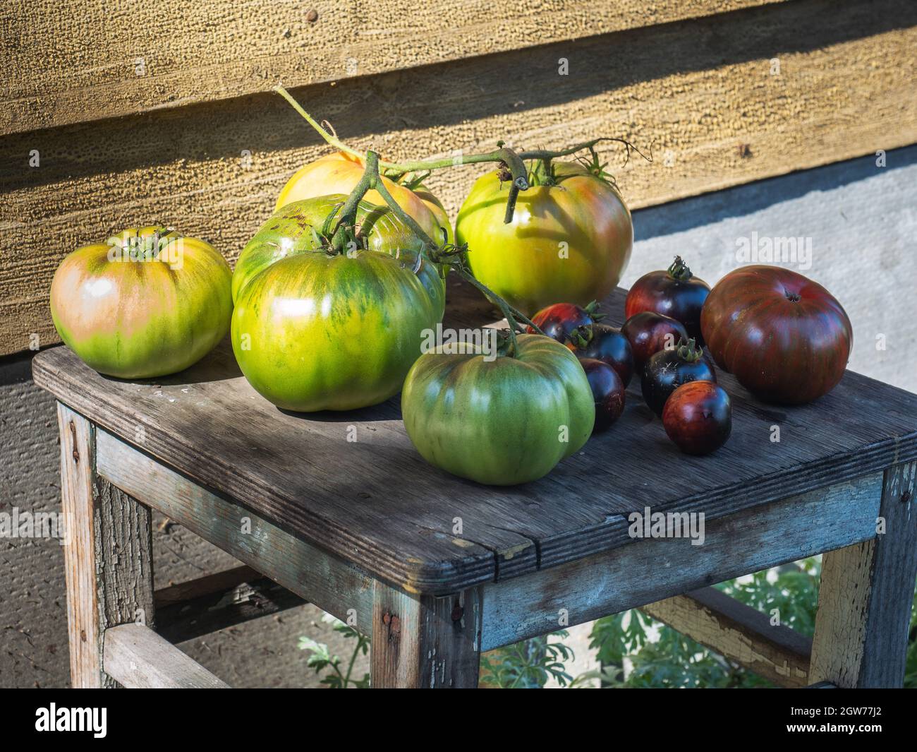 Harvest Tomato Dark And Green On An Old Stool In The Courtyard Stock