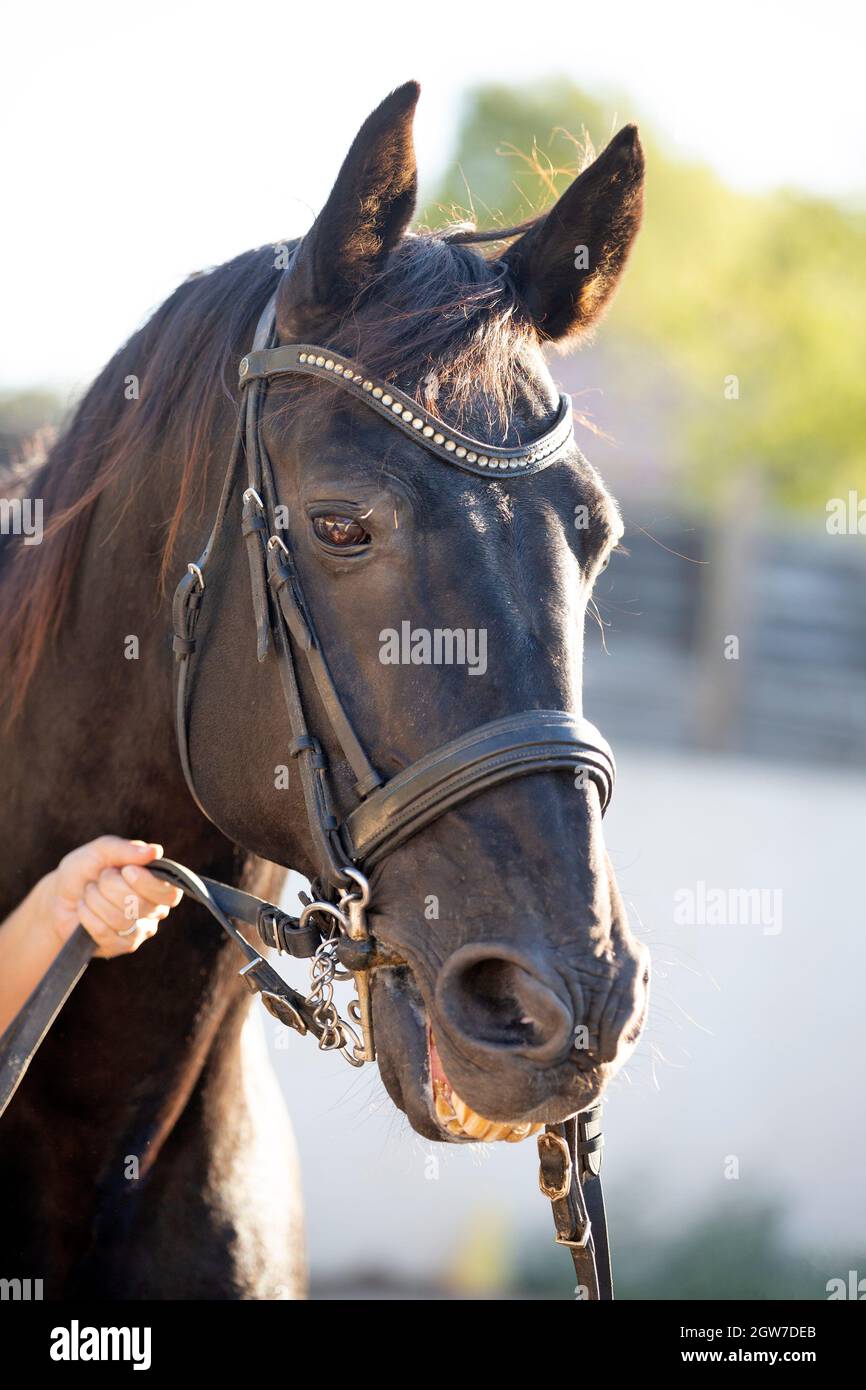 Close-up Of Horse Stock Photo