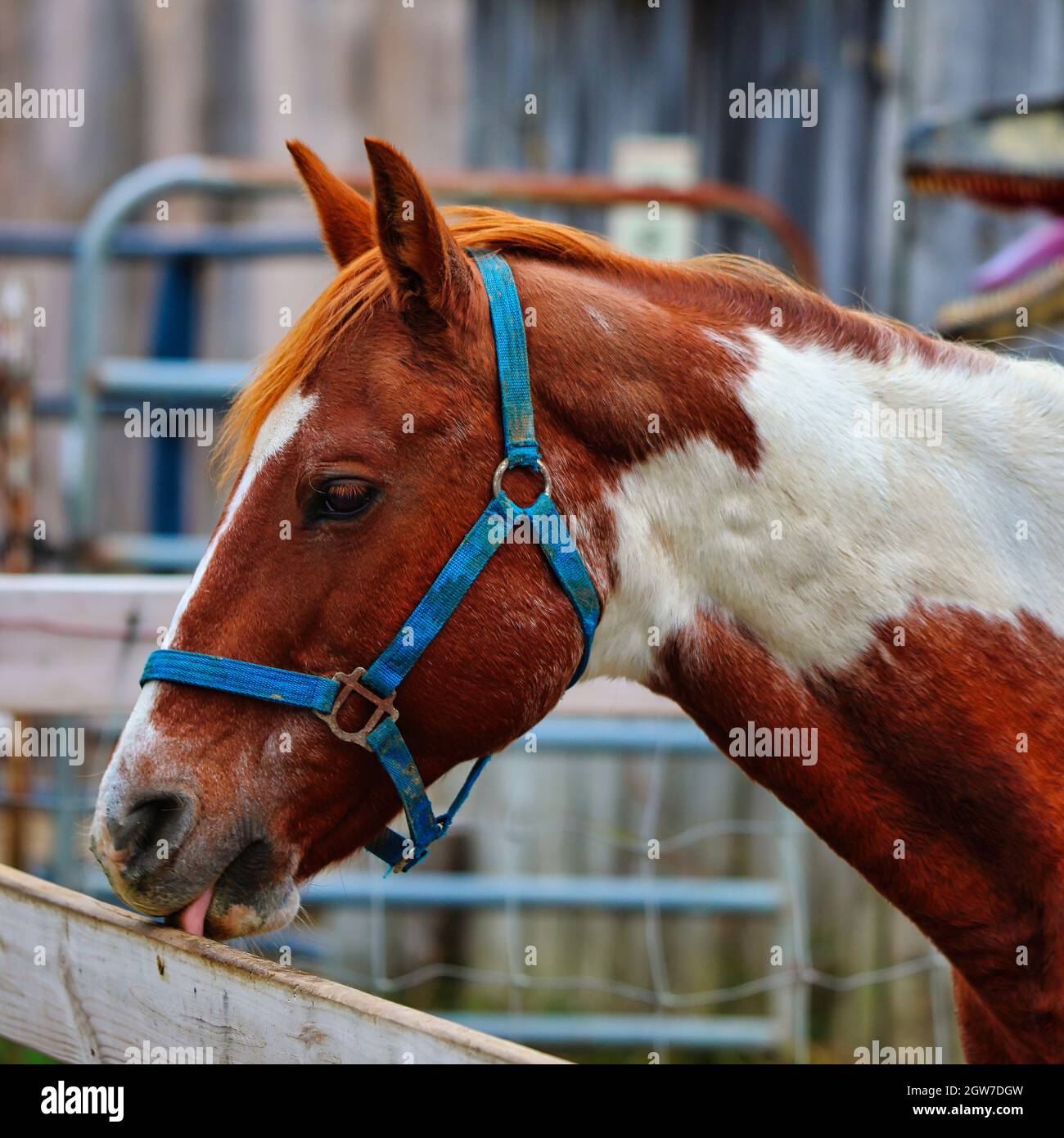 Horse Of A Different Color Stock Photo Alamy
