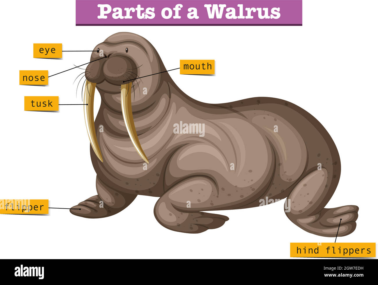 Diagram showing parts of walrus Stock Vector