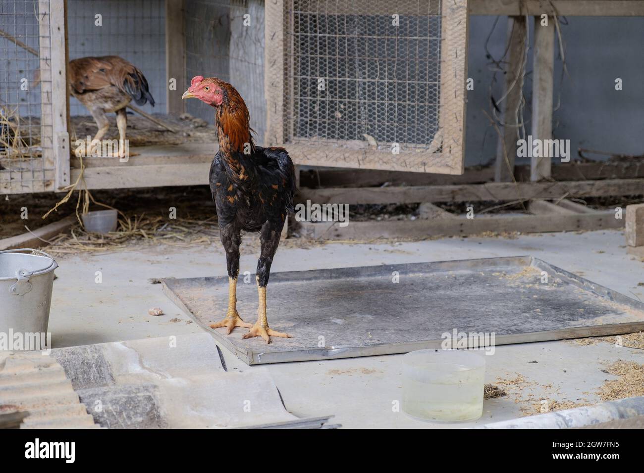 Chicken In Many Coops Stock Photo Alamy