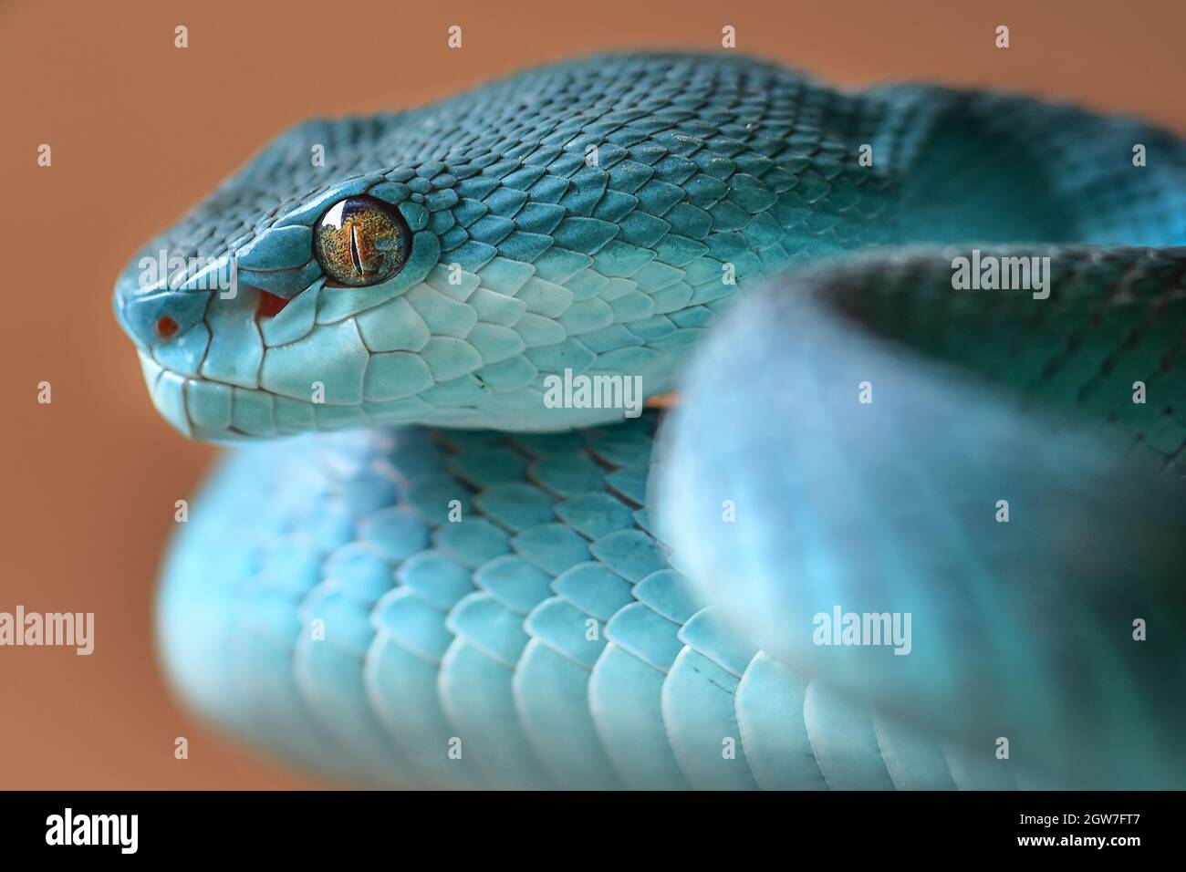 Can Carry a Square Three-in-one Data Cable Blue Pit Viper from Indonesia 