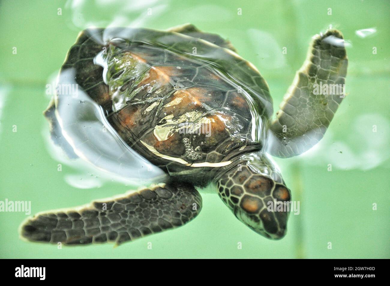Baby Turtle Swimming In Water Nursery Pond Stock Photo Alamy