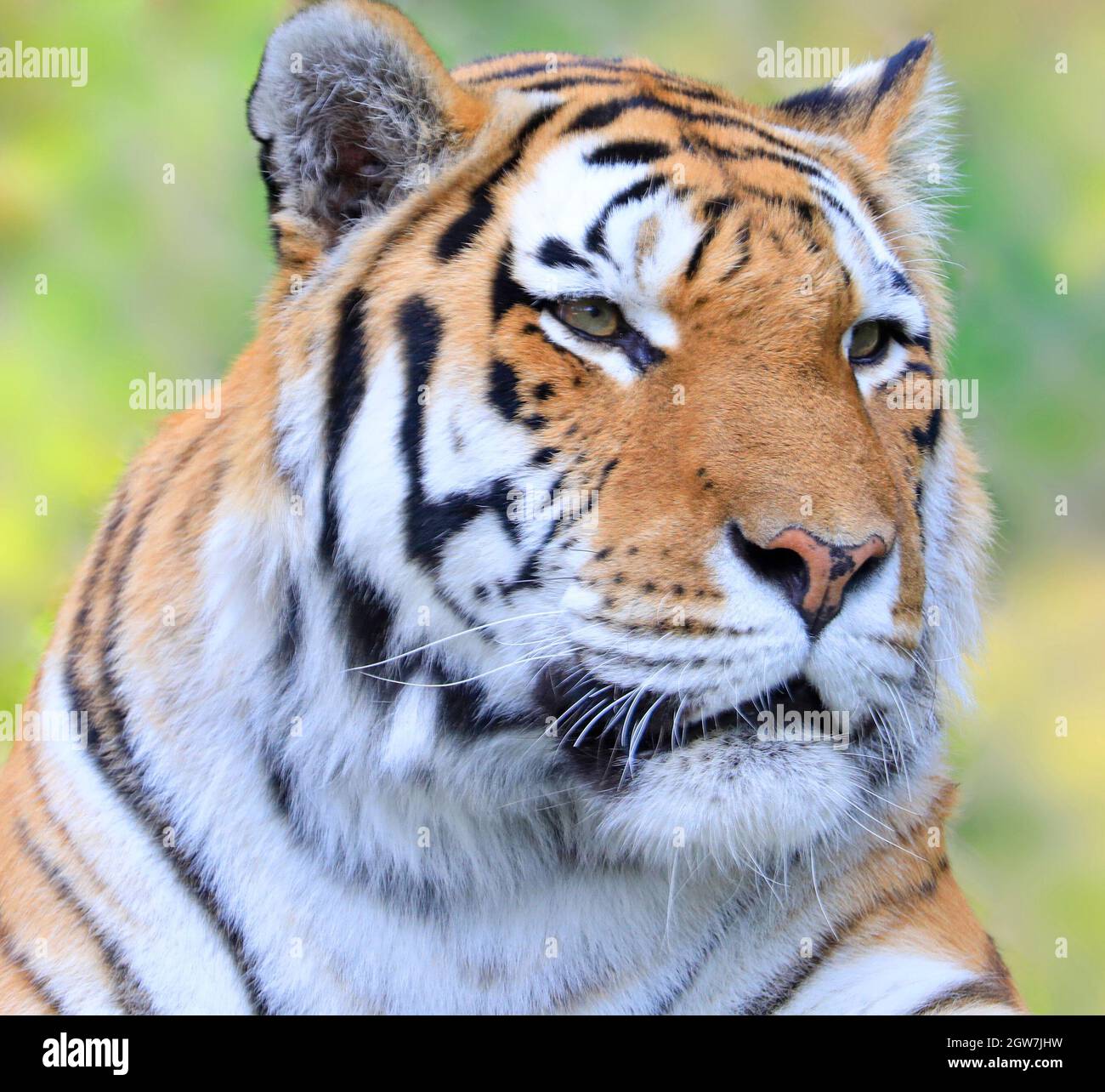 Siberian tiger portrait, also known as the Amur tiger Stock Photo