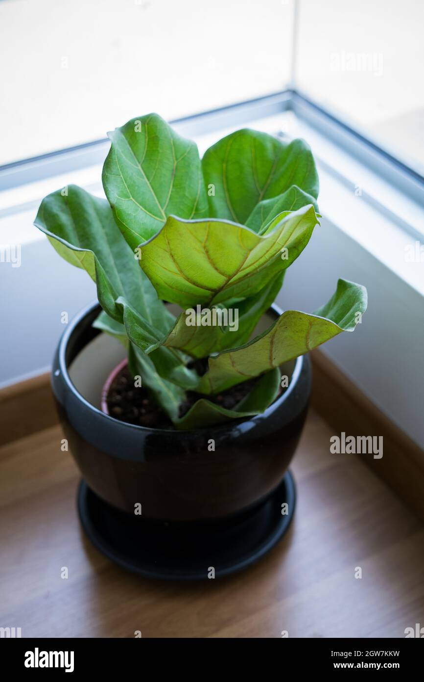 A Fiddle Leaf Fig Or Ficus Lyrata Pot Plant With Large, Green, Shiny Leaves Stock Photo Alamy