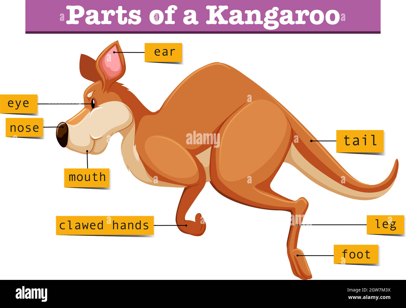 Diagram showing parts of kangaroo Stock Vector