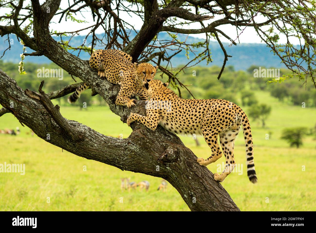 Cheetahs Climbs To Another Lying On Branch Stock Photo