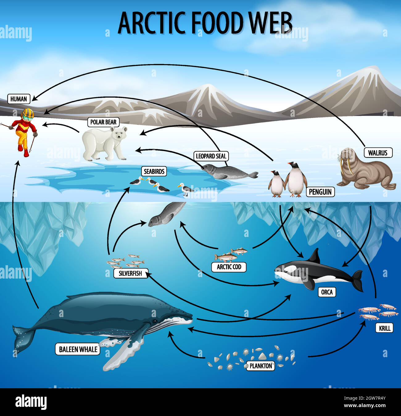 Marine Phytoplankton Food Chain Biology Diagrams