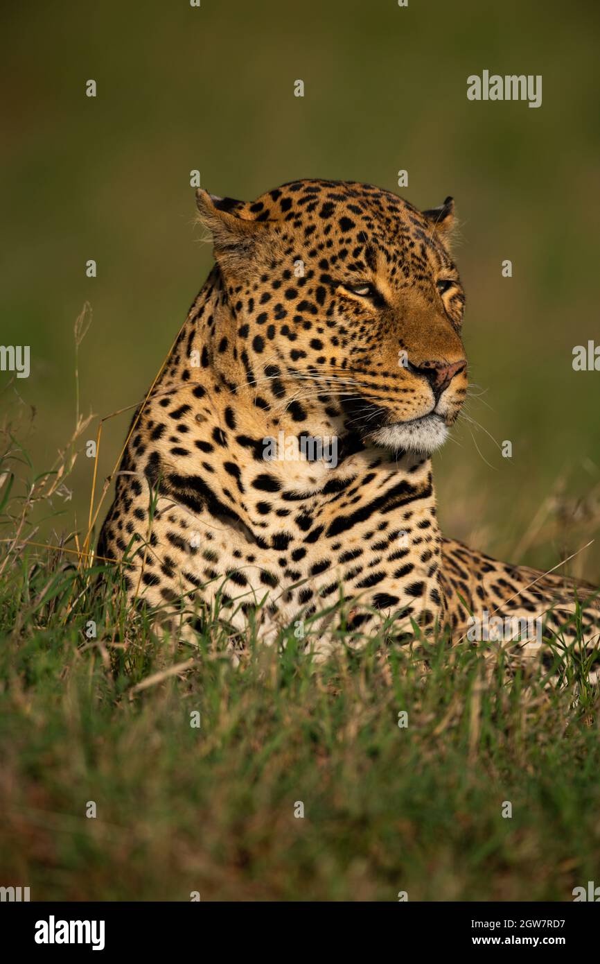 Close-up Of Leopard Lying In Long Grass Stock Photo