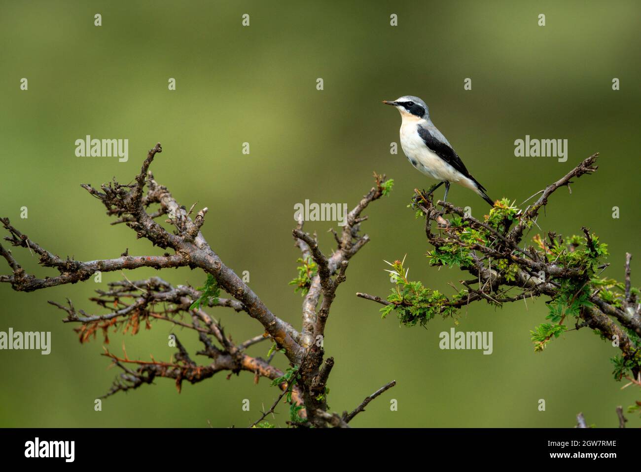 Grey-backed Fiscal In Thornbush With Green Bokeh Stock Photo