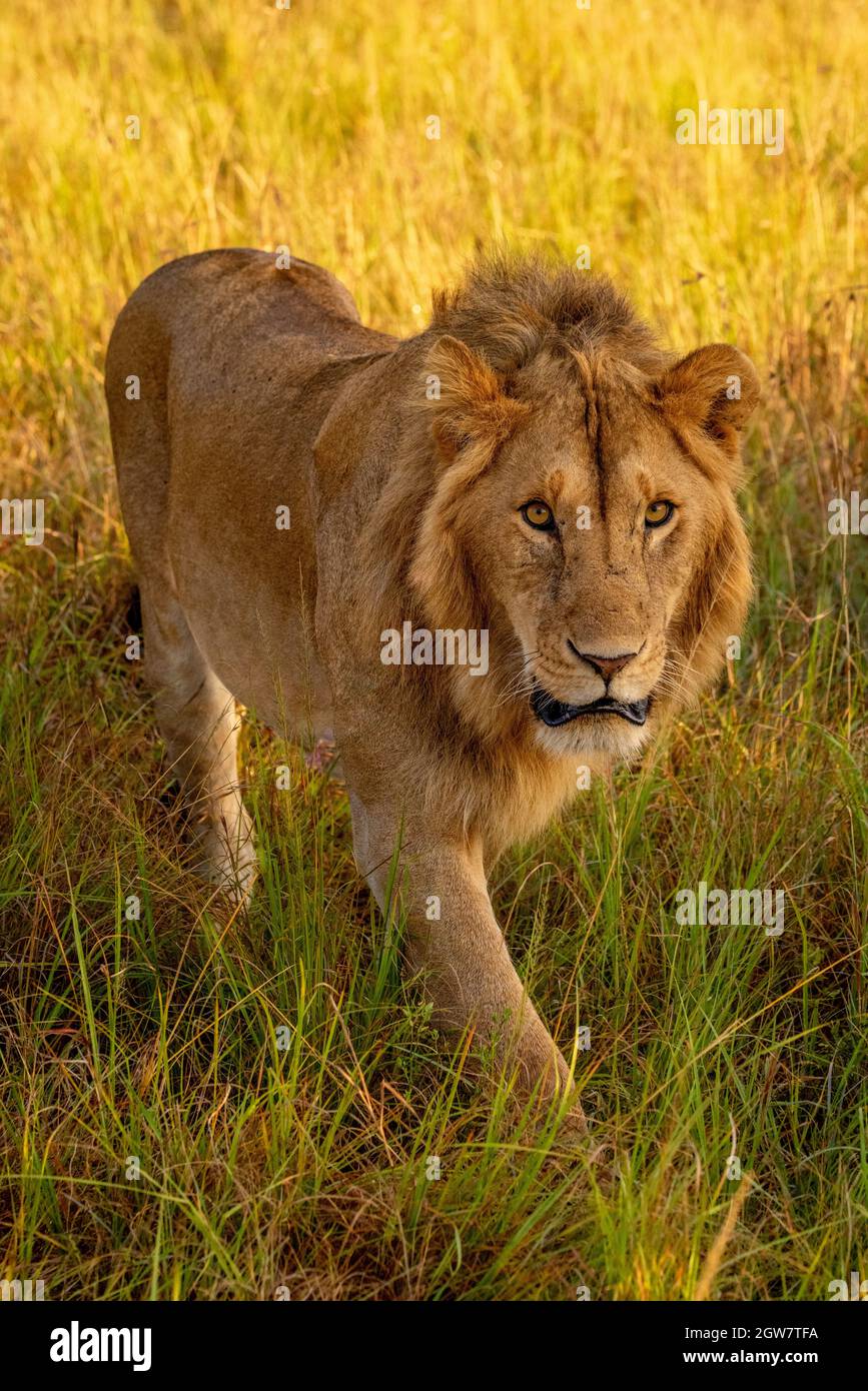 Male Lion Walks In Grass Watching Camera Stock Photo