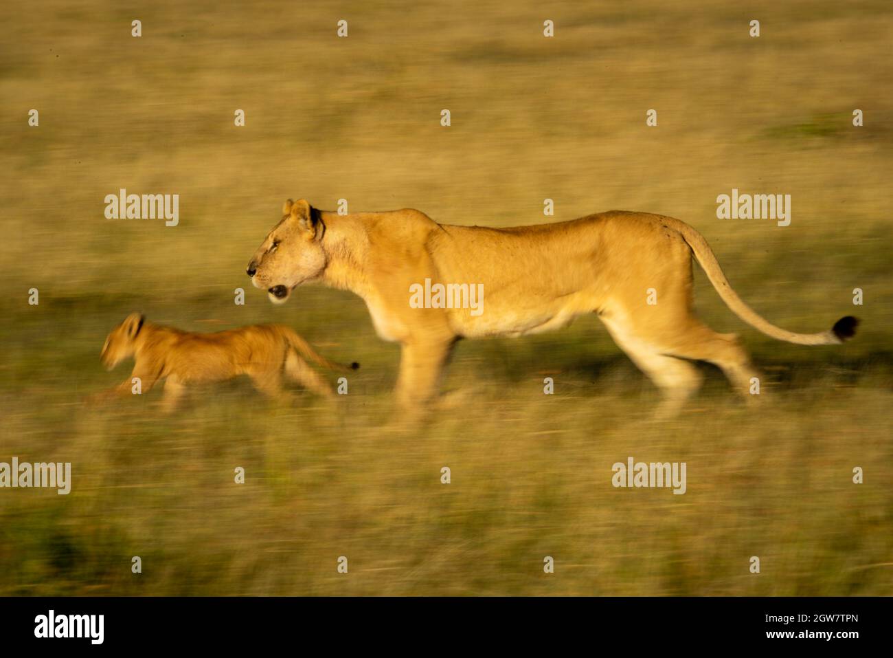 Slow Pan Of Lioness And Cub Crossing Savannah Stock Photo