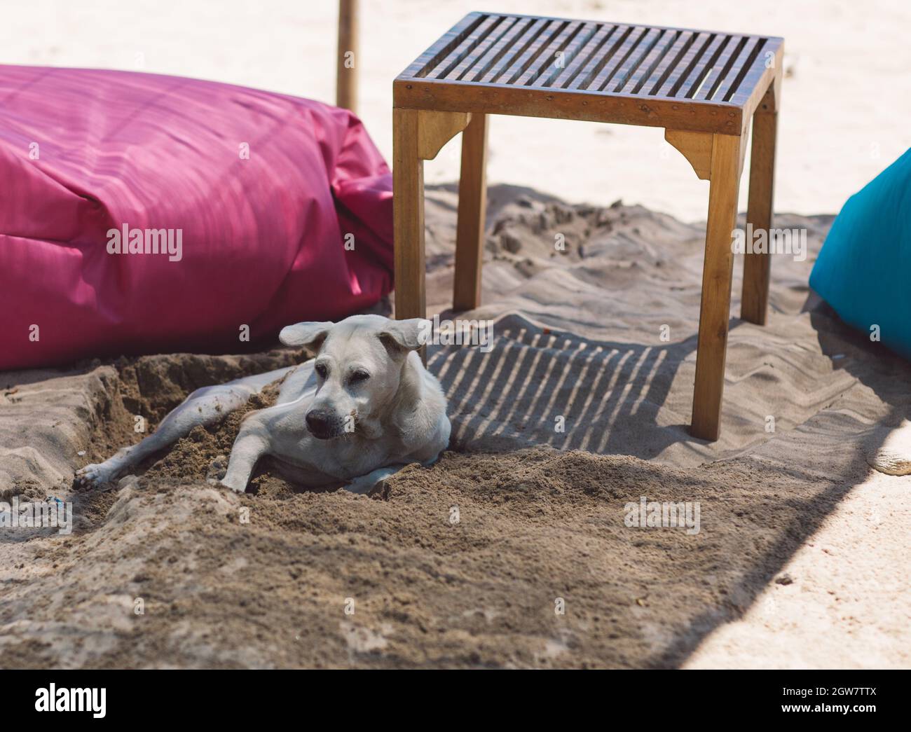 Why Does My Dog Sleep Under Furniture