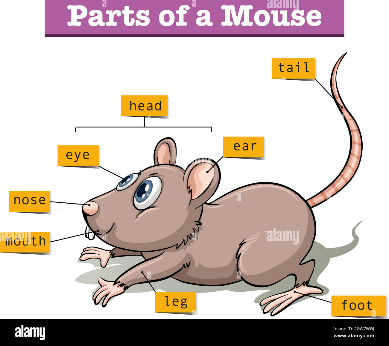 Different parts of small mouse Stock Vector