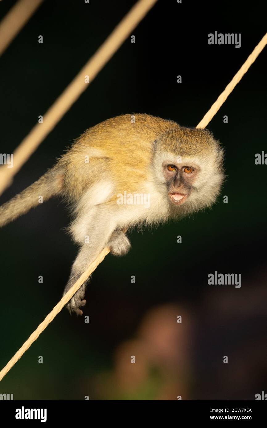 Vervet Monkey Balances On Rope In Sunshine Stock Photo