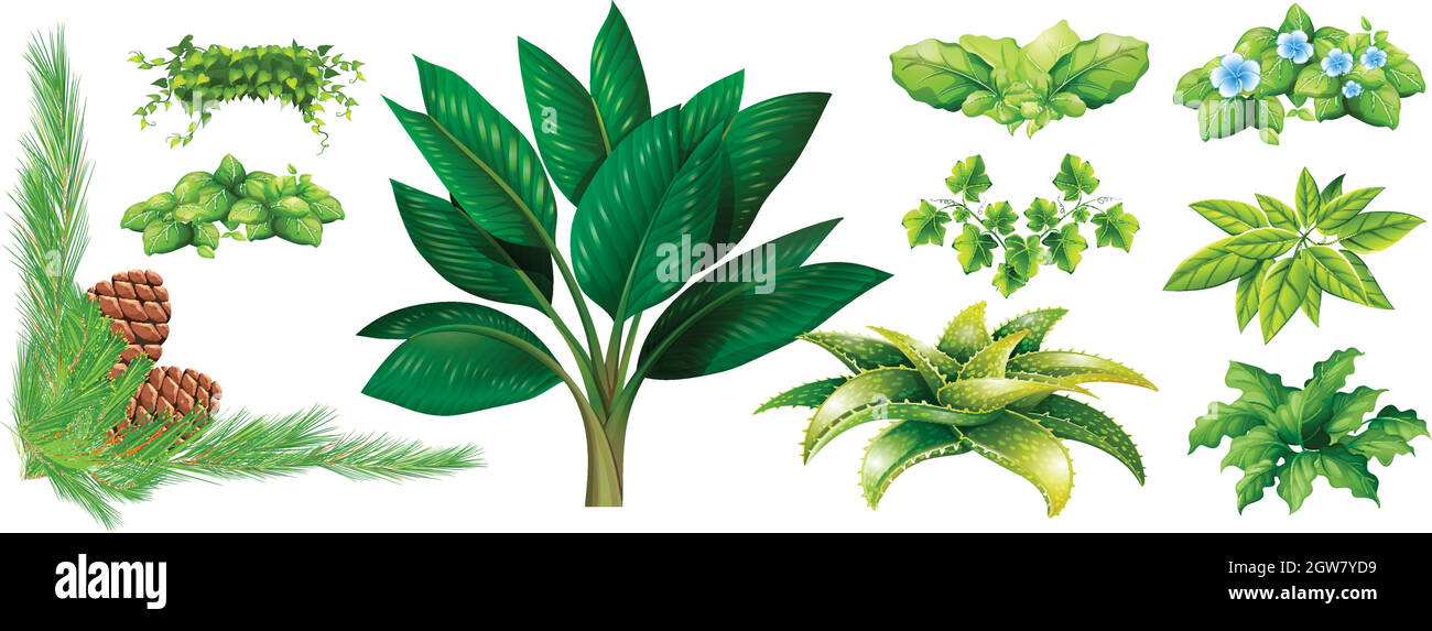 Different types of plants Stock Vector