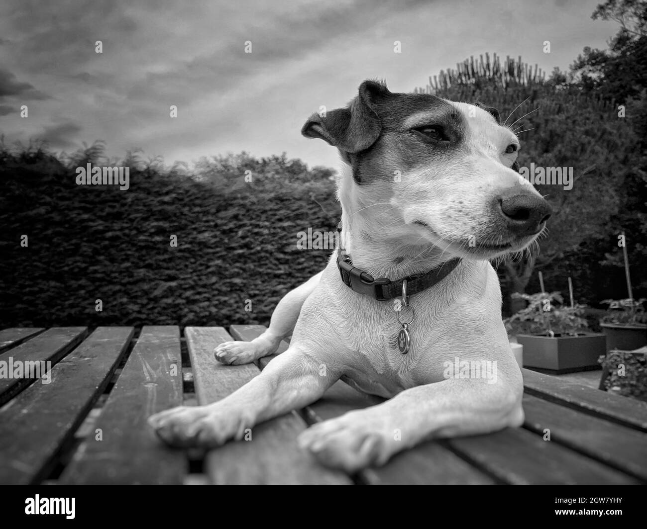 Closeup Of Dog Looking Away Stock Photo Alamy