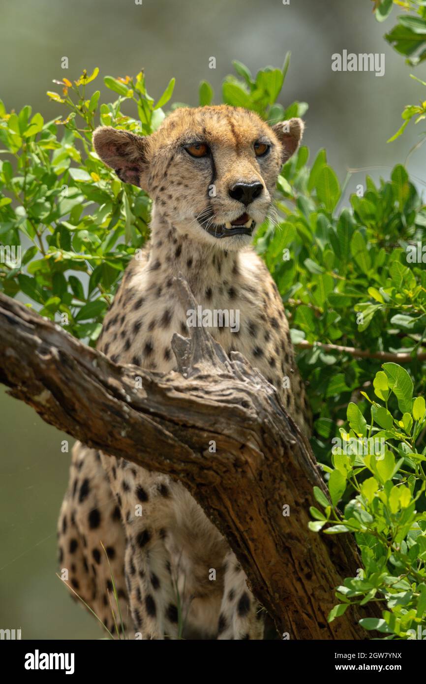 Close-up Of Female Cheetah Sitting By Bush Stock Photo
