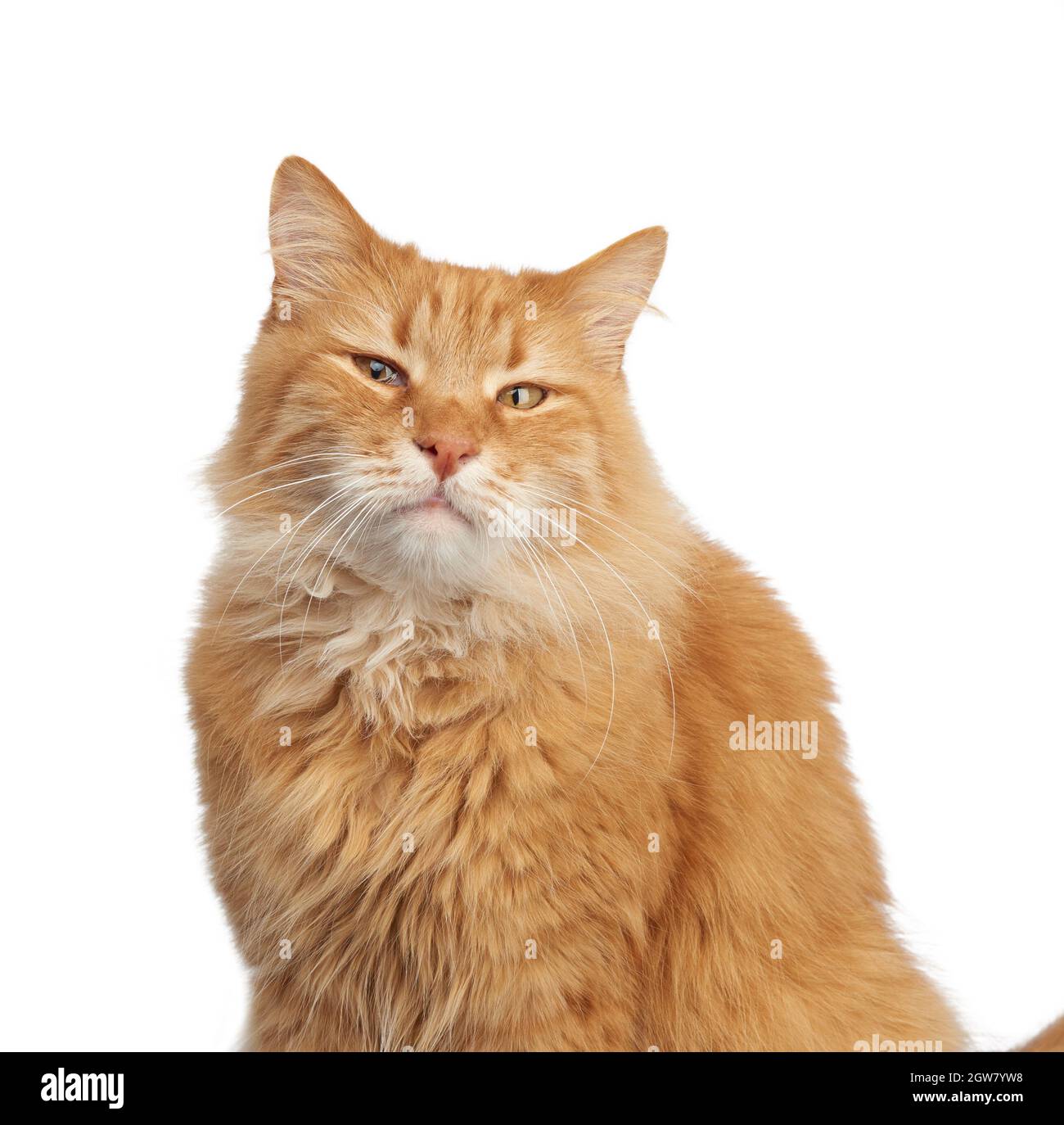 Portrait Of An Adult Ginger Cat On A White Background, Animal Is ...