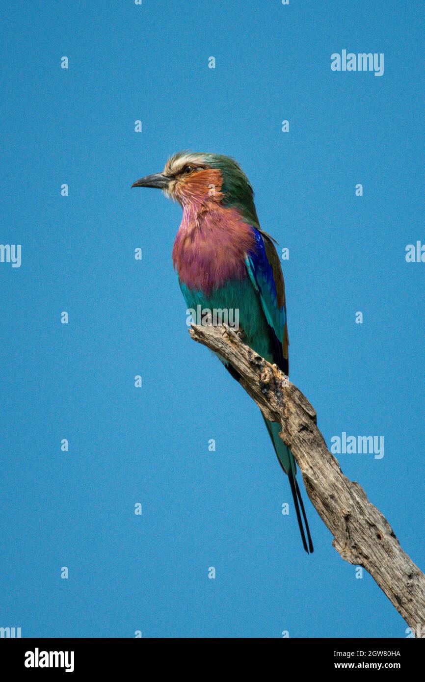 Lilac-breasted Roller On Branch With Blue Sky Stock Photo