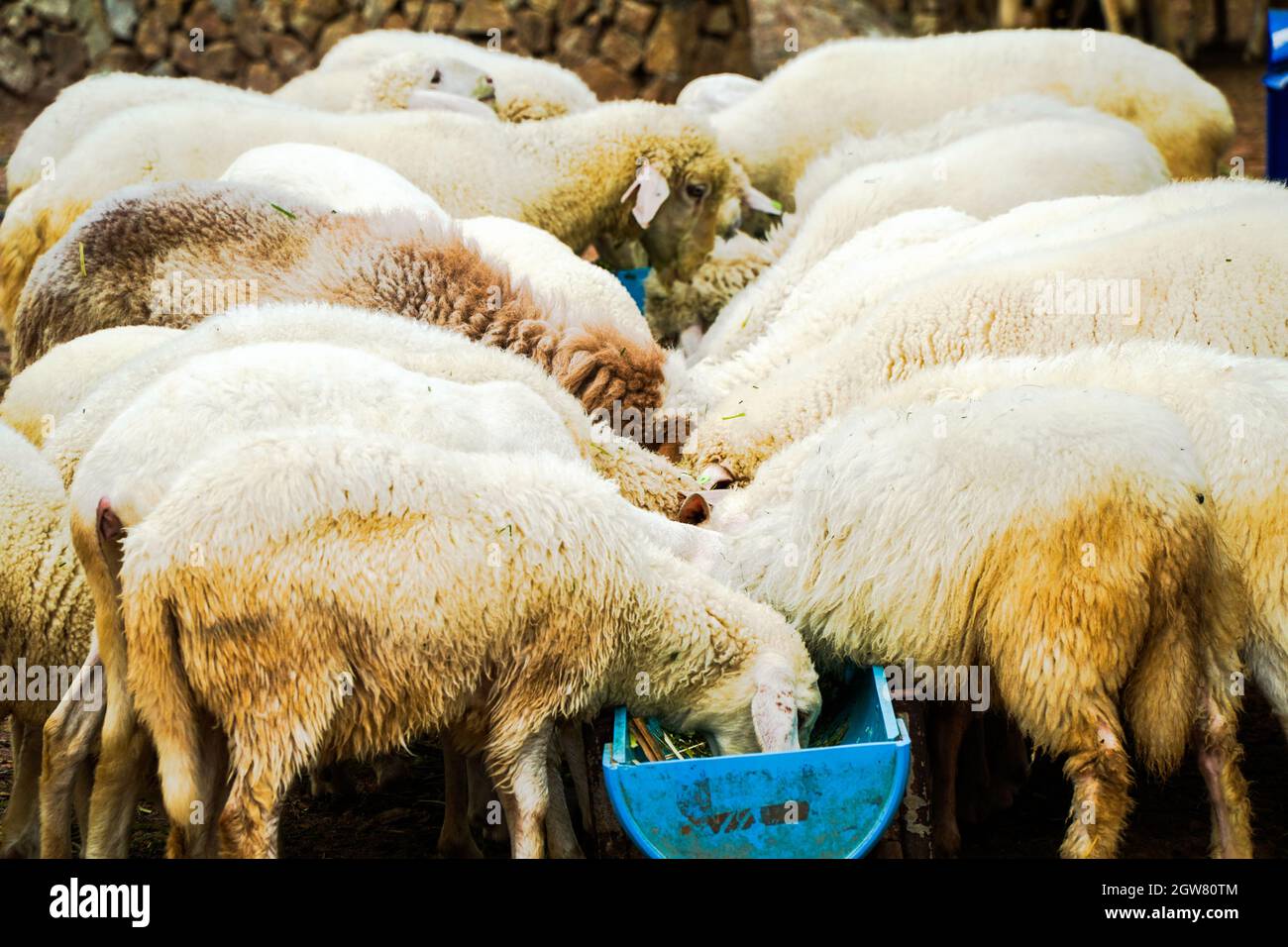View Of Sheep Drinking Stock Photo Alamy