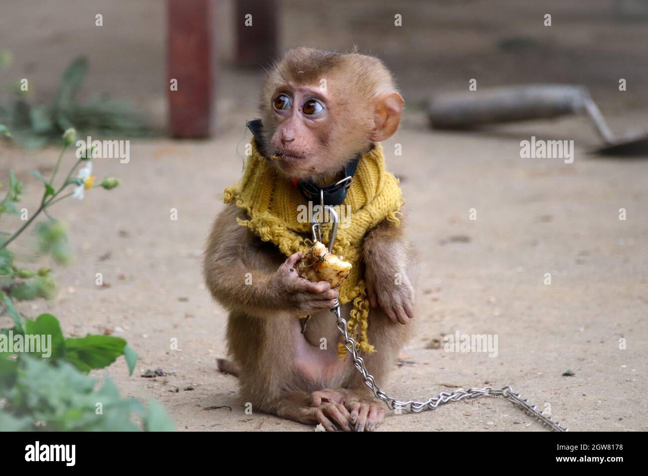 Chained Monkey Pet Vietnam Hi Res Stock Photography And Images Alamy