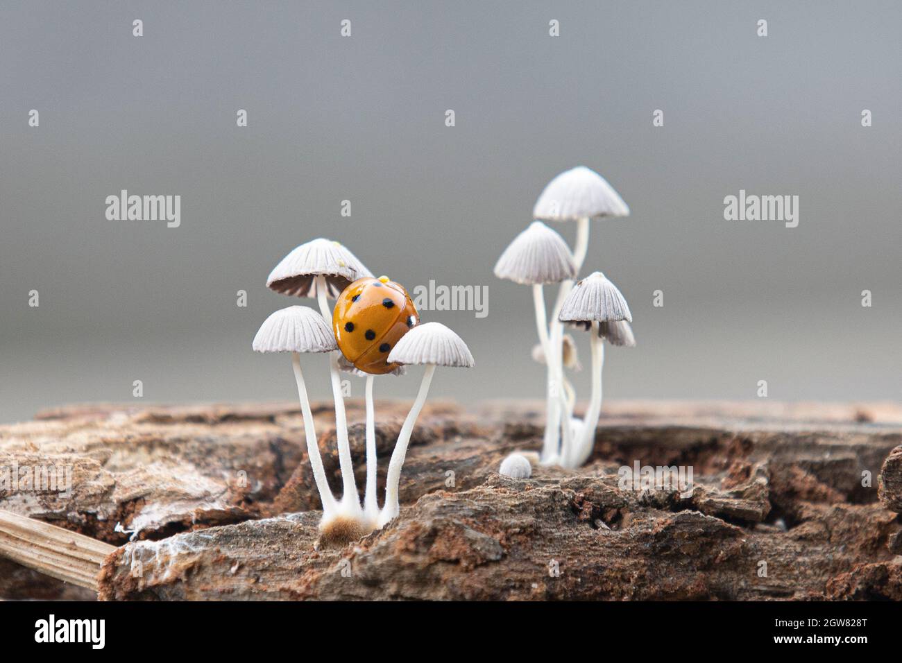 Hongos Hi Res Stock Photography And Images Alamy