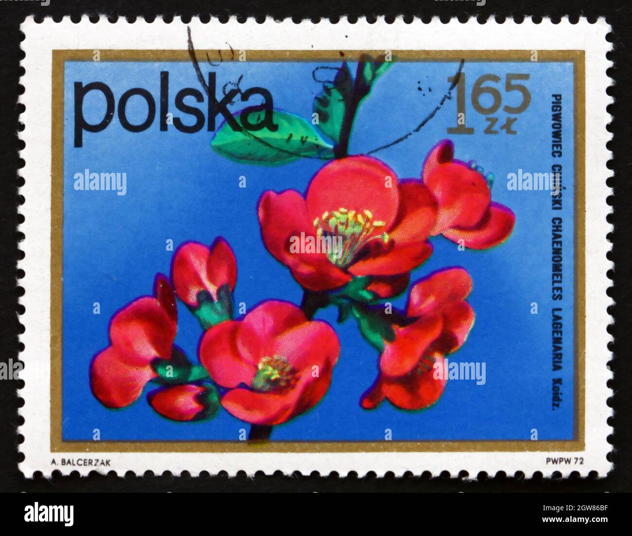 POLAND - CIRCA 1972: a stamp printed in the Poland shows Chinese Quince, Pseudocydonia Sinensis, Flowering Tree, circa 1972 Stock Photo