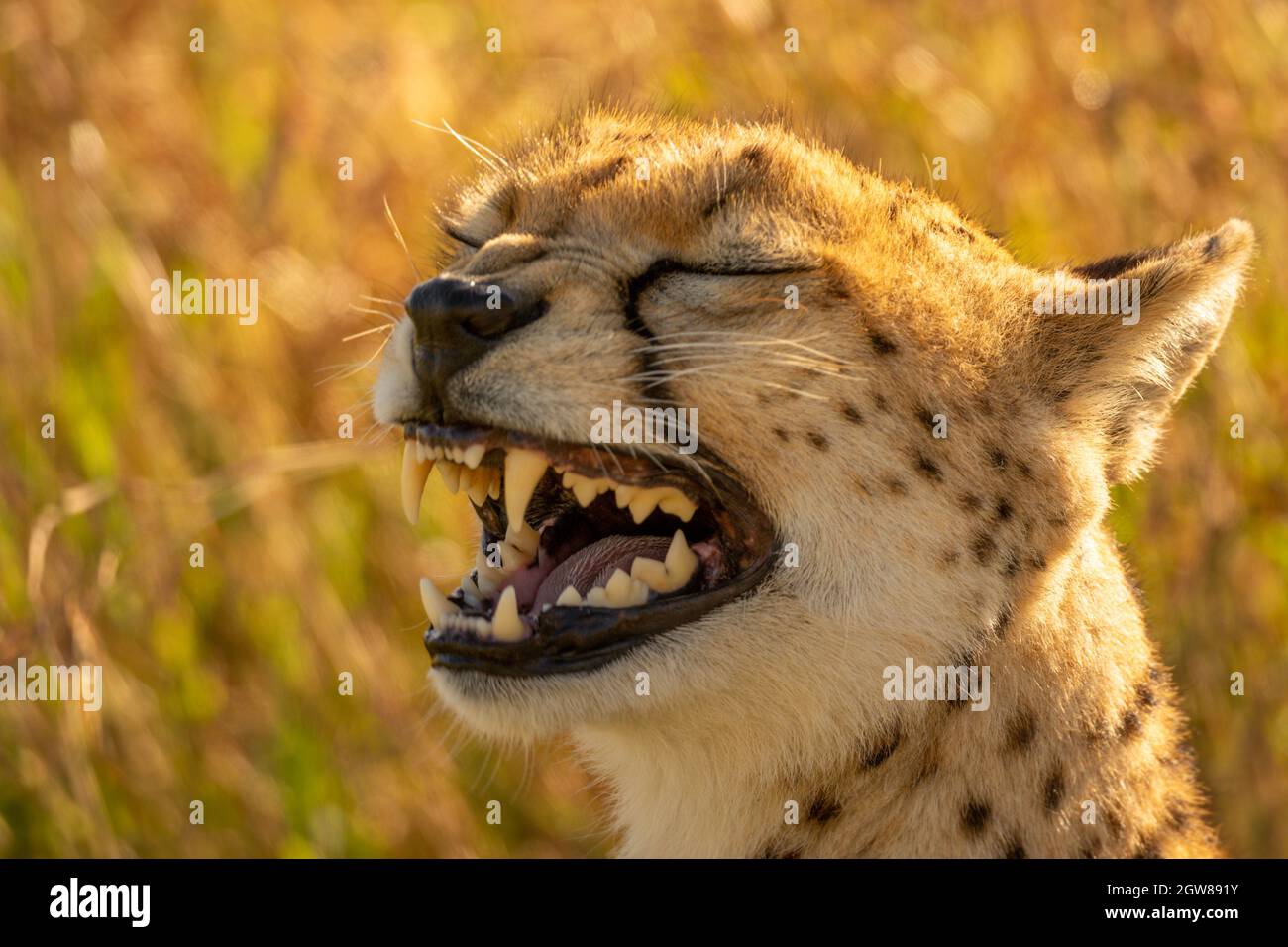 Close-up Of Backlit Cheetah Yawning In Grass Stock Photo