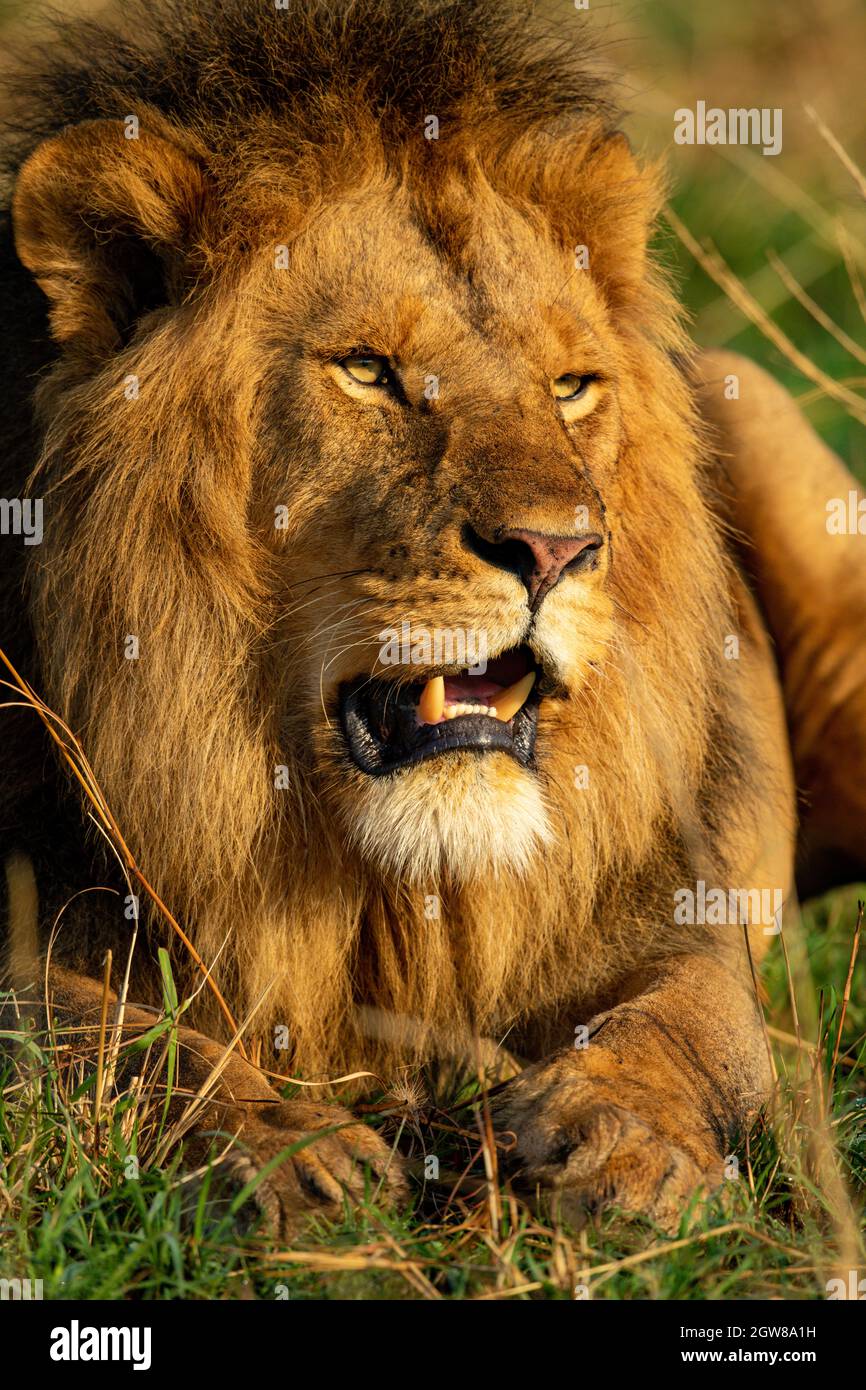 Close-up Of Male Lion Lying In Sunshine Stock Photo
