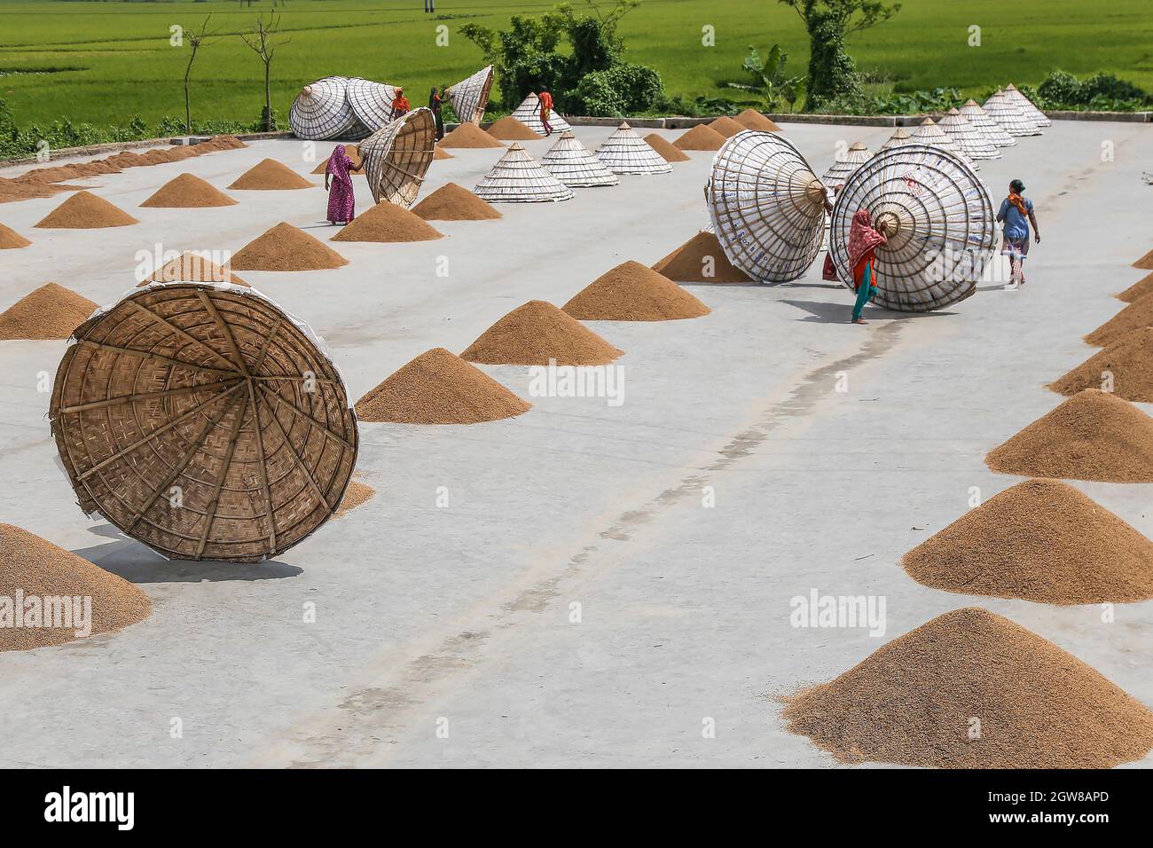 Traditional paddy drying Stock Photo
