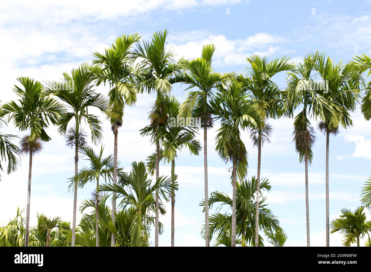 Areca catechu tree hi-res stock photography and images - Alamy